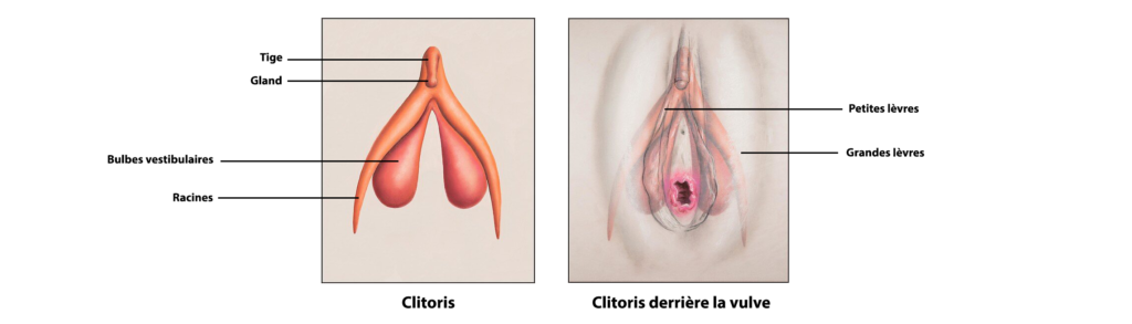 Comment faire un bon cunni ? Schéma explicatif des différentes parties du clitoris
