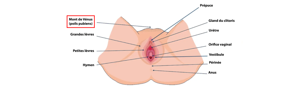 Comment faire un bon cunni ? Schéma de l'anatomie féminine et du mont Vénus